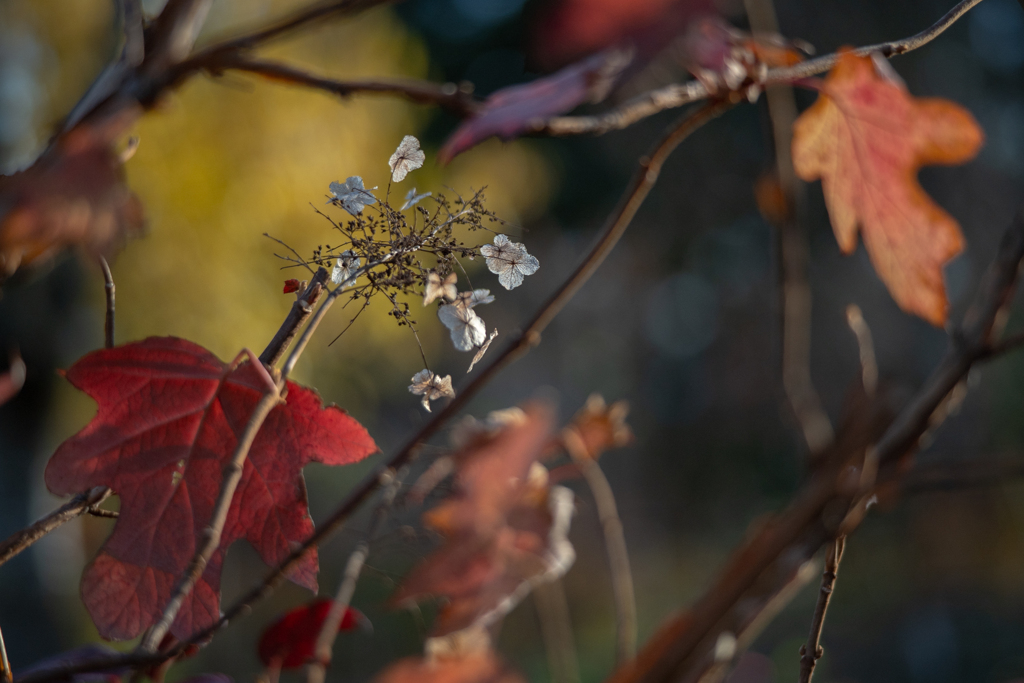 2025/12/09 紫陽花 collection ♡ 07