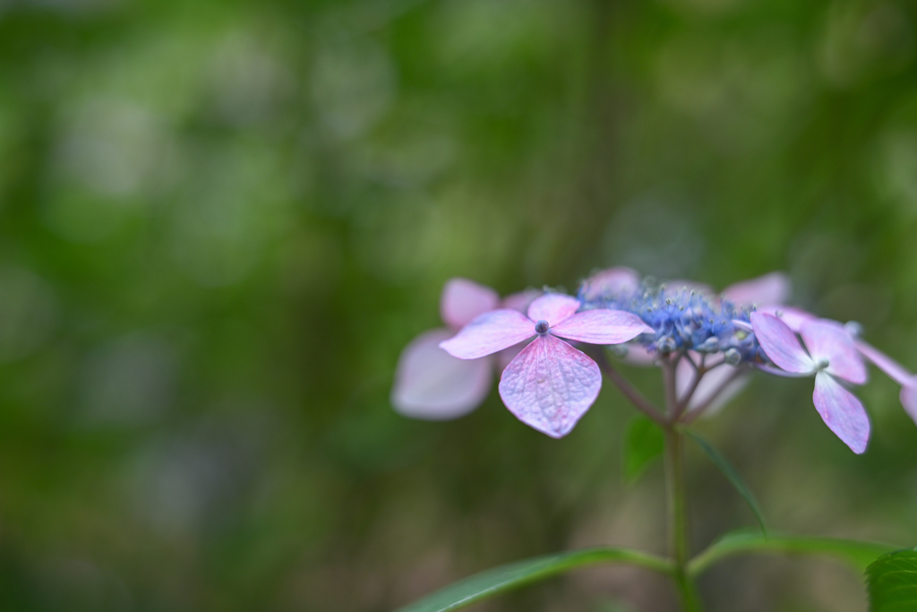 2024/06/26 紫陽花 collection ♡ 06