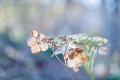 11月の紫陽花・・・♬