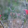 2022/11/04 晩秋の彩り・・・❤