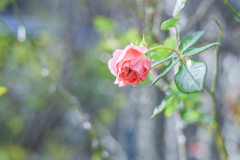 2024/11/26 Rose collection ♡ 29