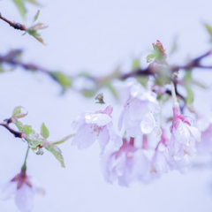 桜色の涙・・・♪