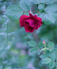 Rose collection ♡ 2017-06