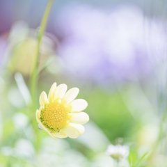 夢みるconfeito・・・♡