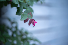 2025/10/09 むすんでひらいて・・・♬