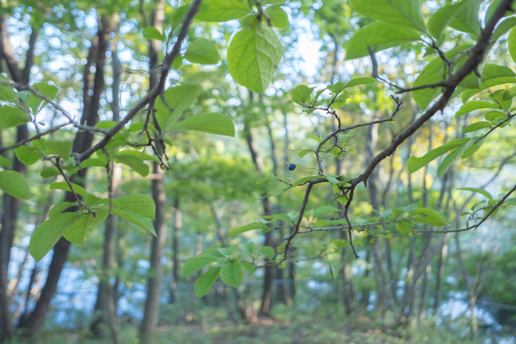 2025/10/03 ひと粒1・・・♡