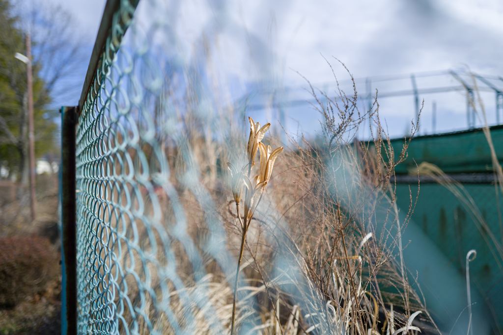 2024/02/10 ♥ fence ♥