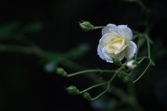 Rose collection ♡ 2020-21