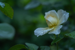 2025/09/12 Rose collection ♡ 25