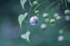 雨に誘われて・・・♬