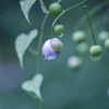 雨に誘われて・・・♬