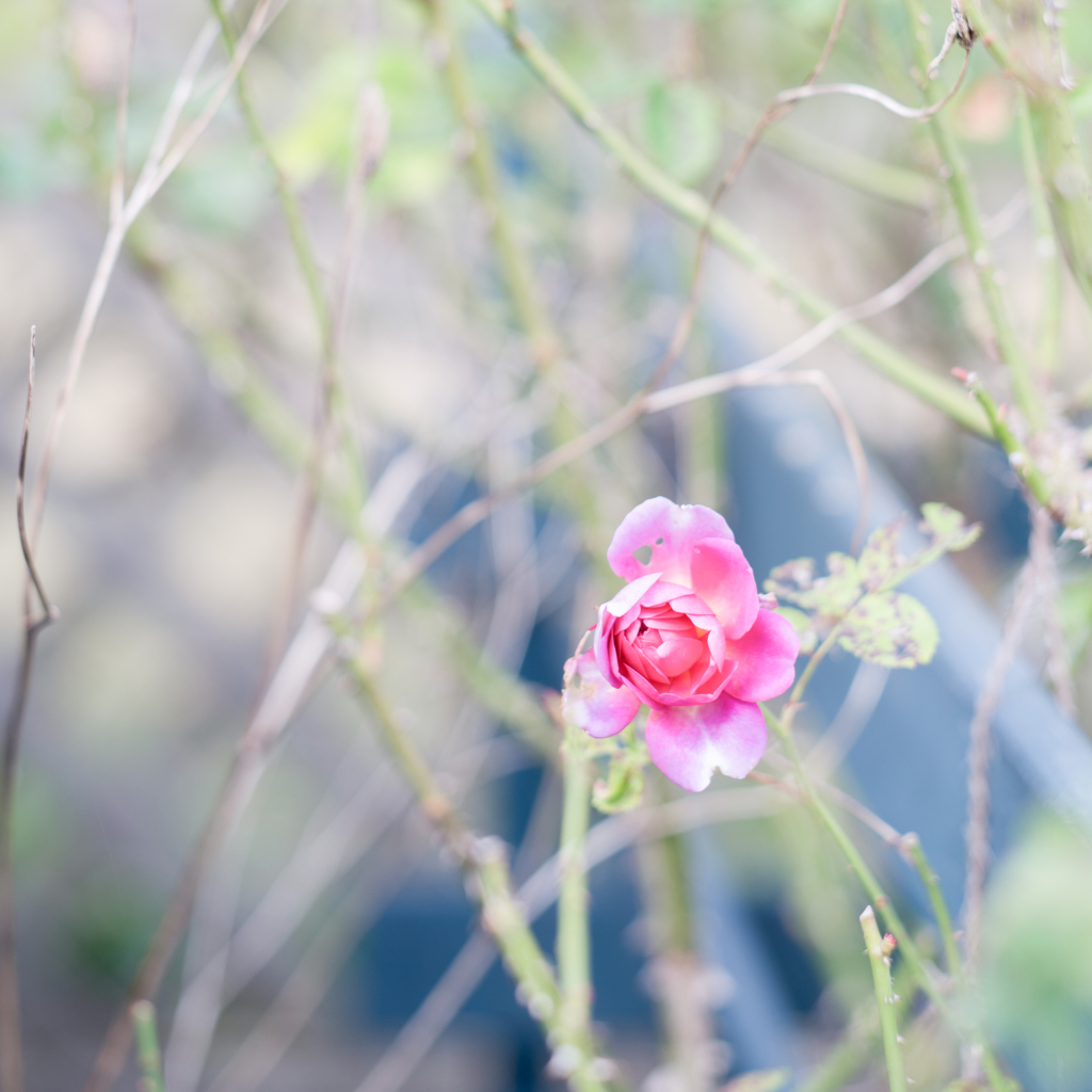 20201106 Rose collection ♡ 36