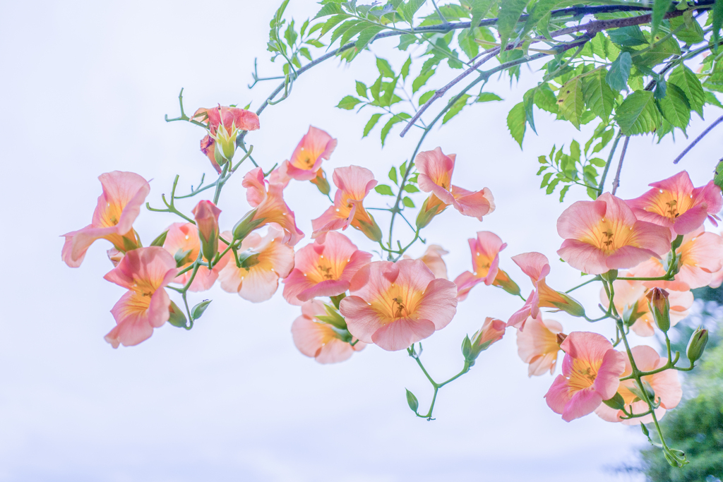 華のある人生・・・♪