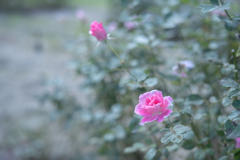 2025/09/24 Rose collection ♡ 28