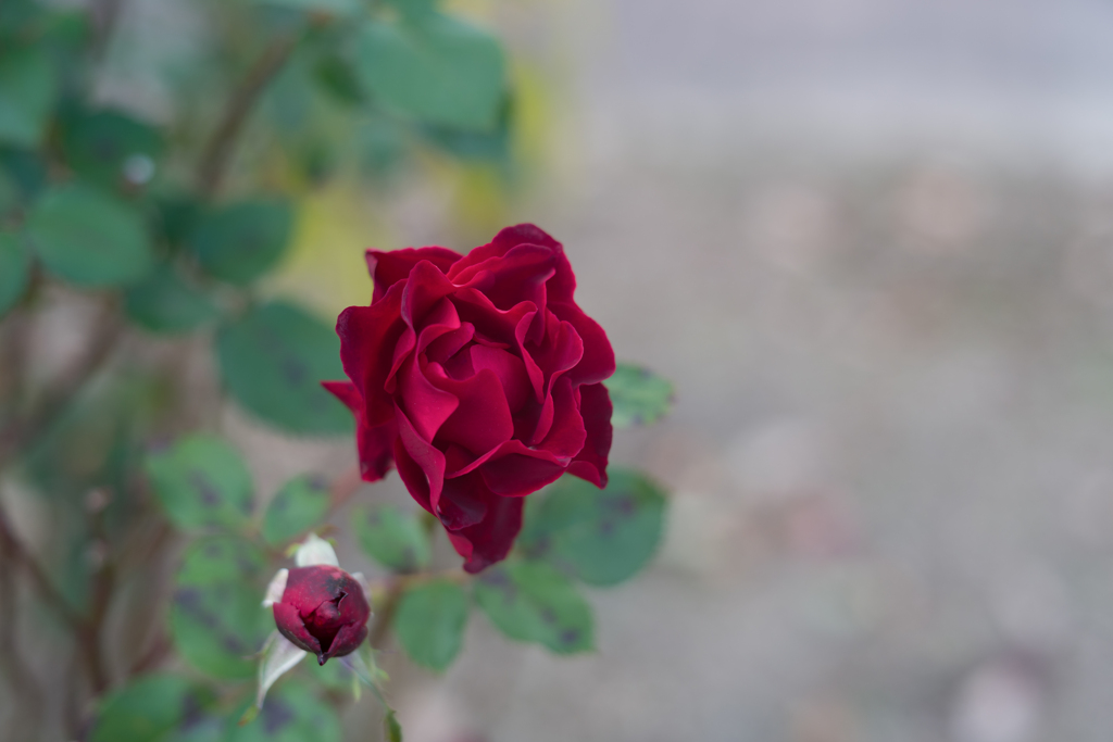 2022/11/11 Rose collection ♡ 2022-17