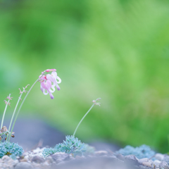 残り花・・・♡