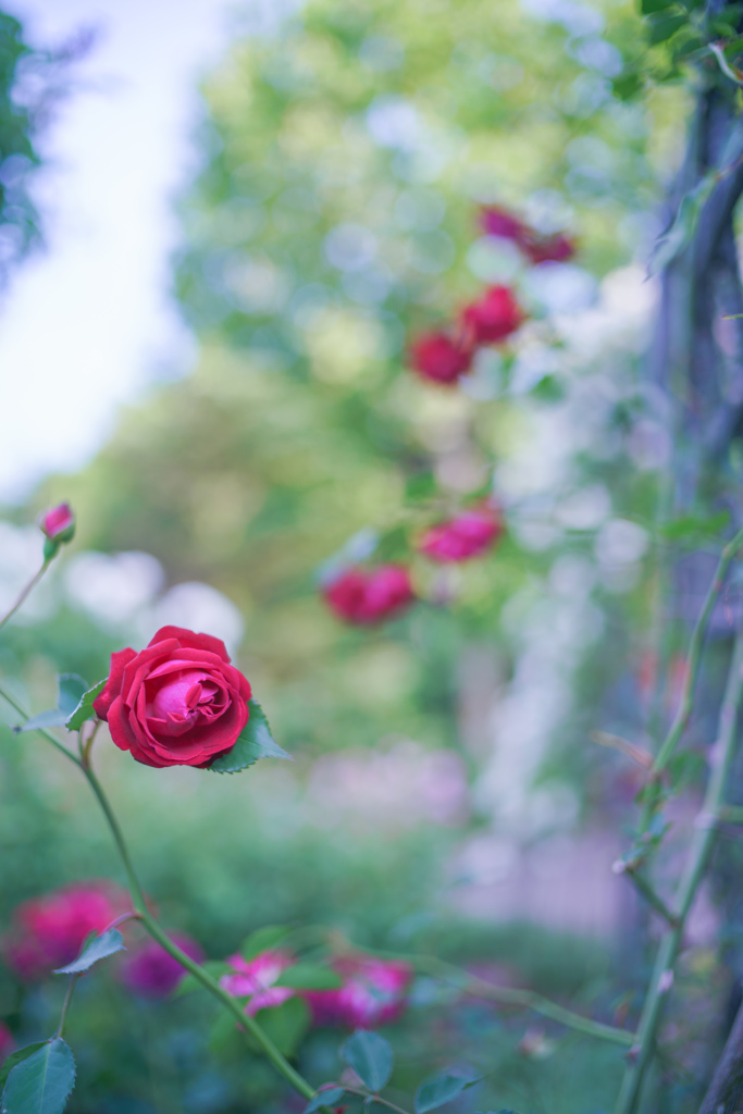Rose collection ♡ 2016-20