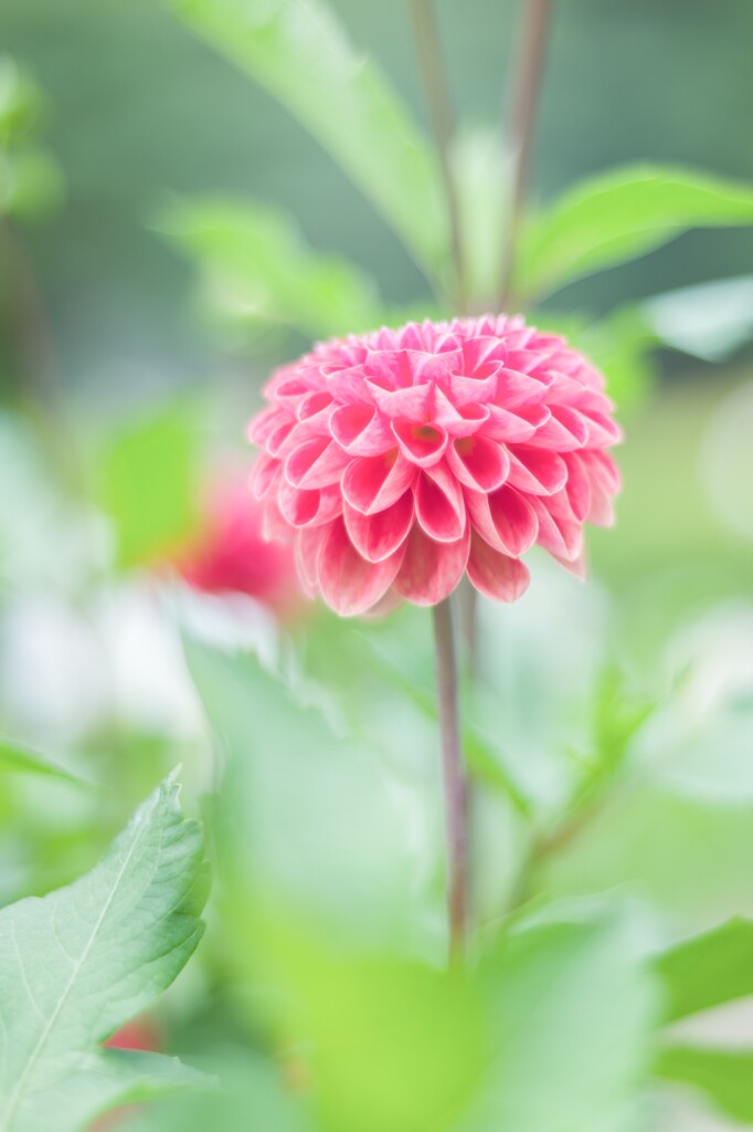 20210914 天竺牡丹・・・♡