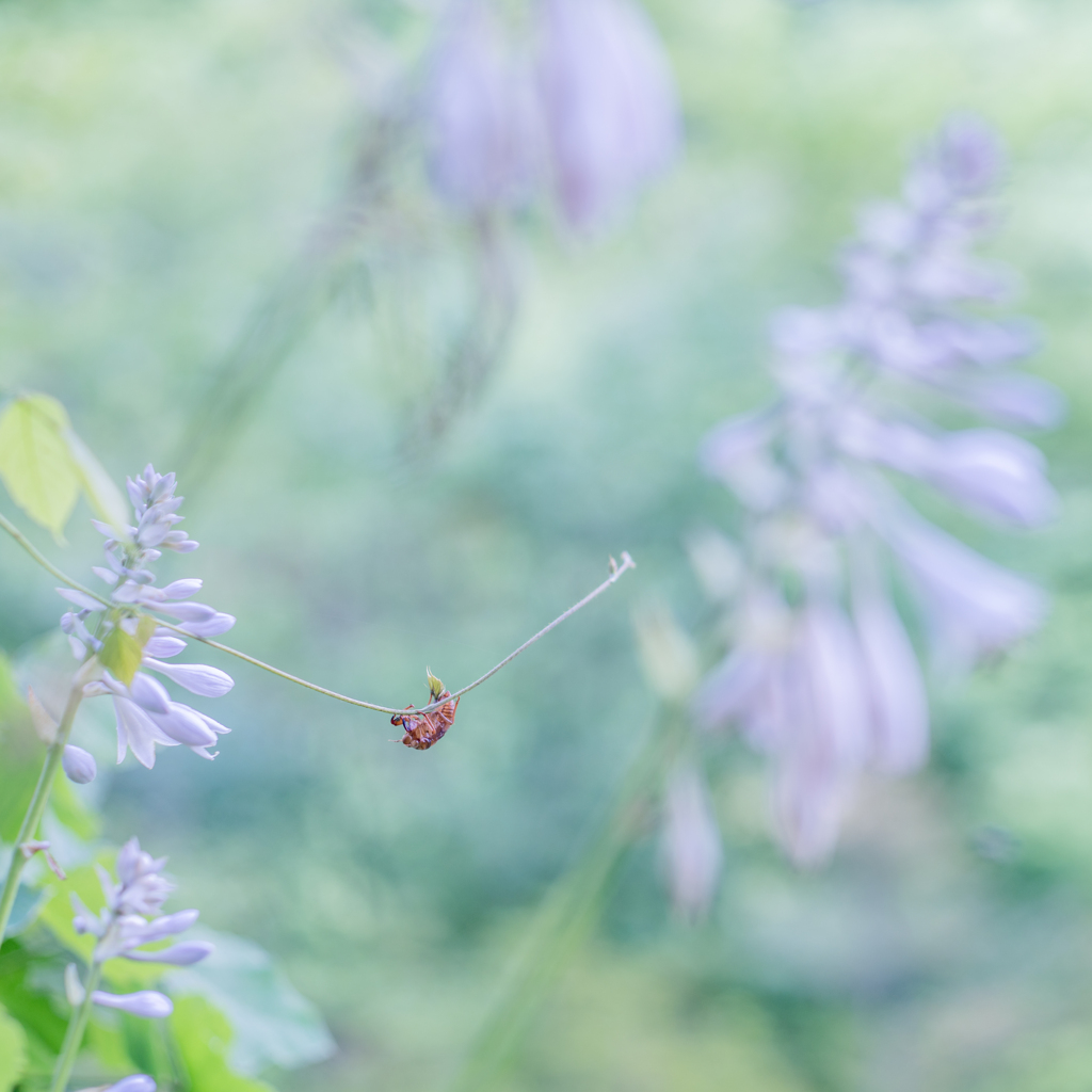 空蝉・・・♪