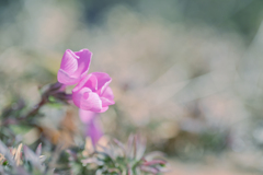 2025/03/09 ほどける・・・♡