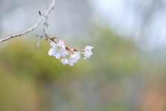 2024/11/12 十月桜・・・♡