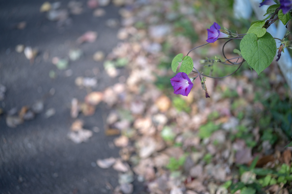 2025/11/05 晩秋の朝顔・・・♡