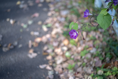 2025/11/05 晩秋の朝顔・・・♡