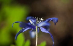 キクザキイチゲ