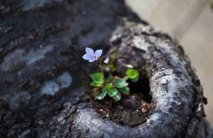 おうちは桜の木