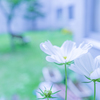いまはもう秋・・・♪