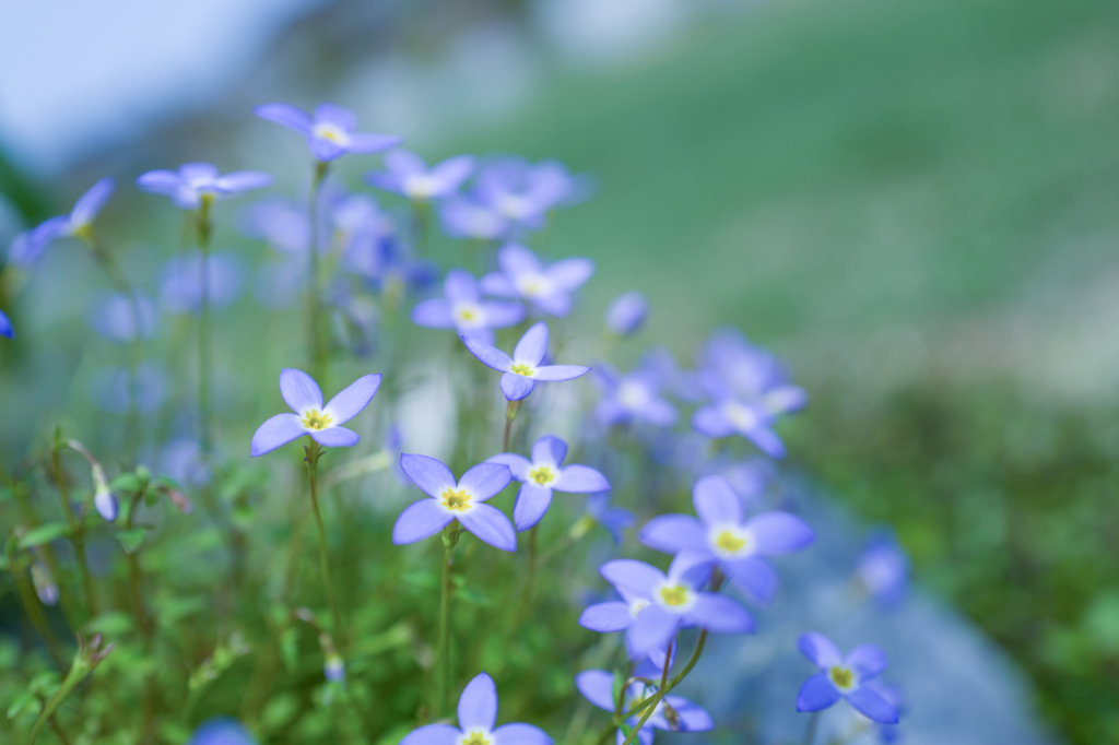 “あじさい”gardenにて・・・#３