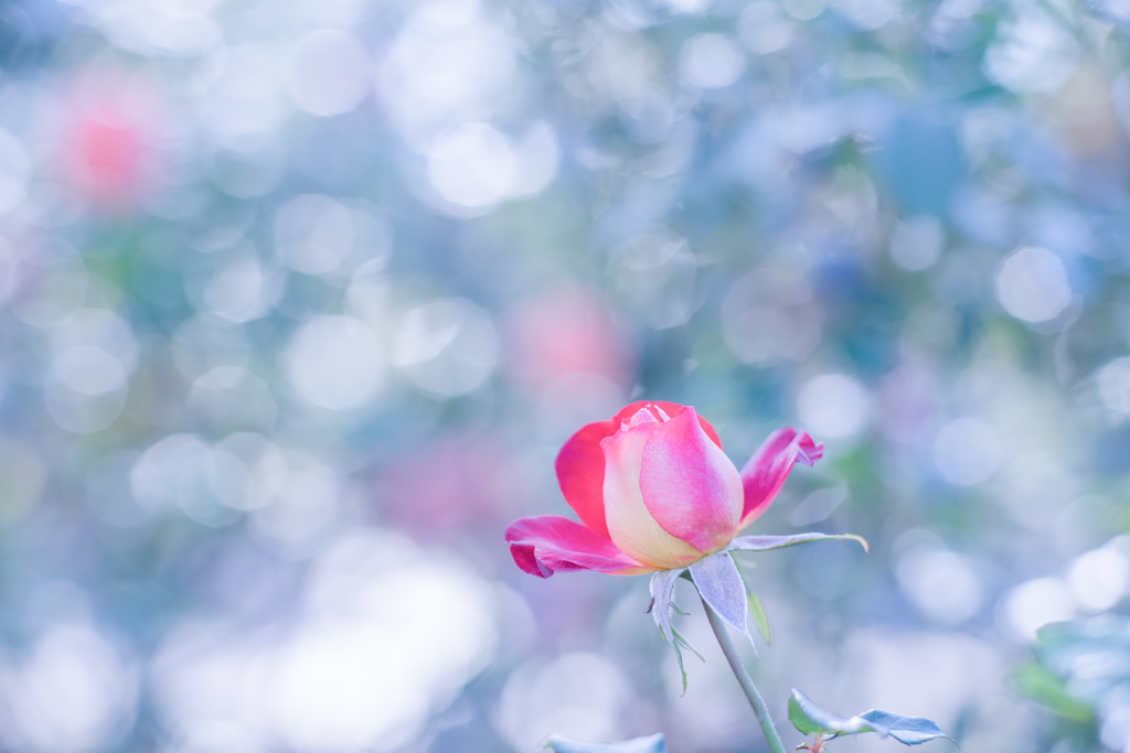 Rose collection  2018-25