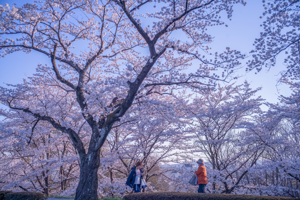 桜道・・・♪♪