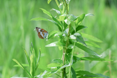 2024/06/10 イチモンジチョウ・・・♡