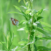 2024/06/10 イチモンジチョウ・・・♡