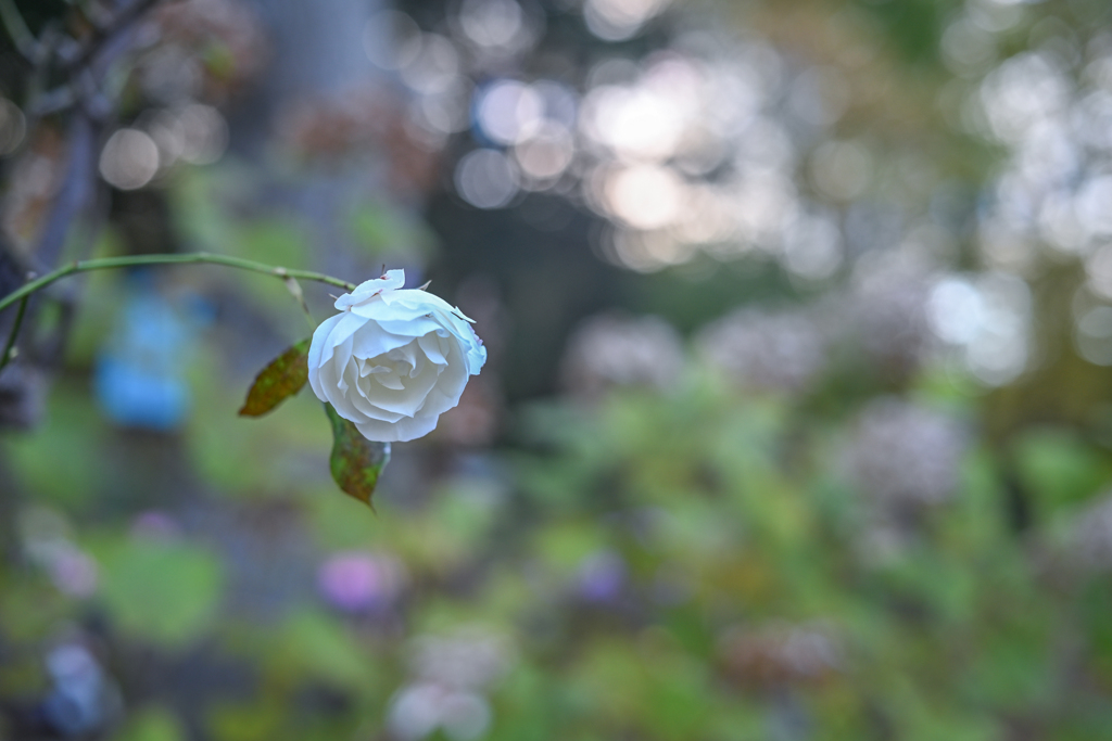 2023/10/30 Rose collection ♥ 23