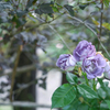 2024/06/07 Rose collection ♡ 12