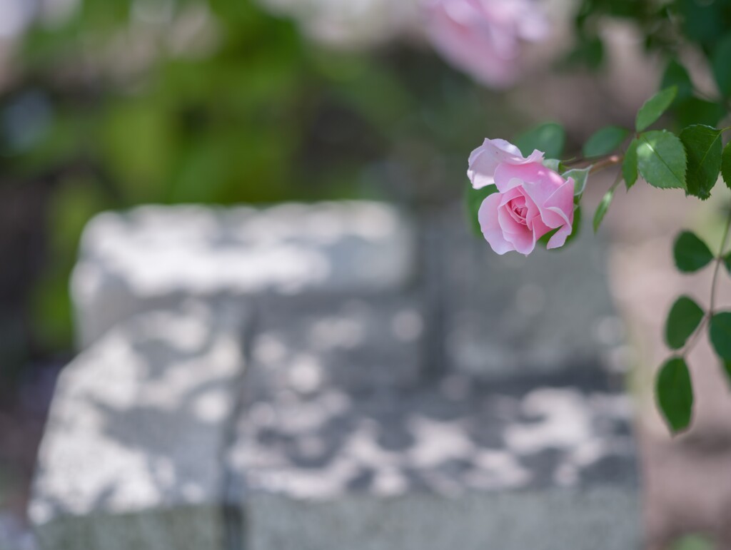 2023/06/01 Rose collection ♡ 04