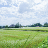 蕎麦屋さんのそばの・・・