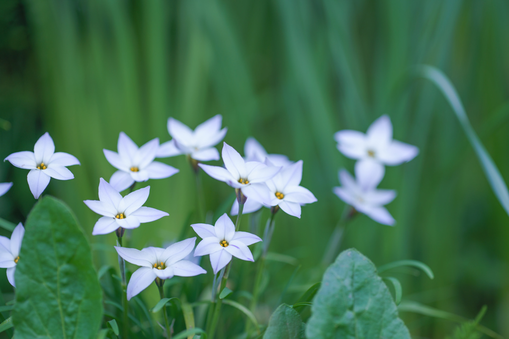 星に願いを・・・☆