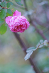 秋の薔薇・・・ⅳ