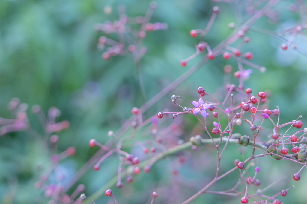 2025/10/03 三時草・・・♡