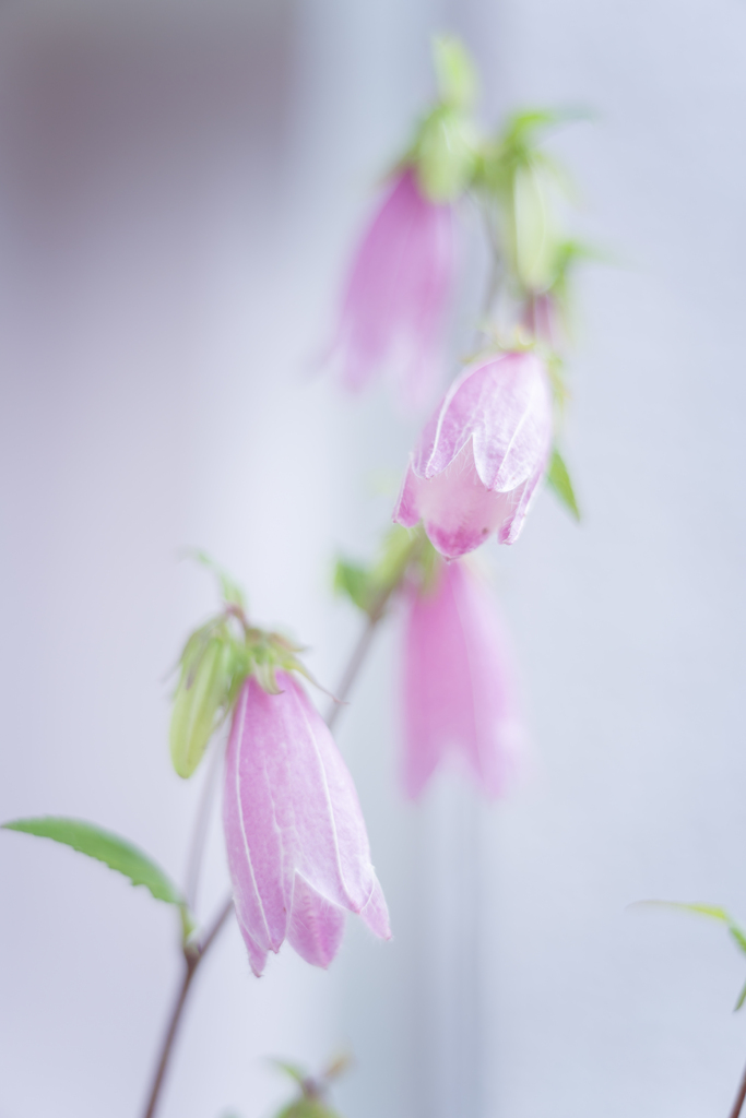 2023/06/06 蛍袋・・・♡