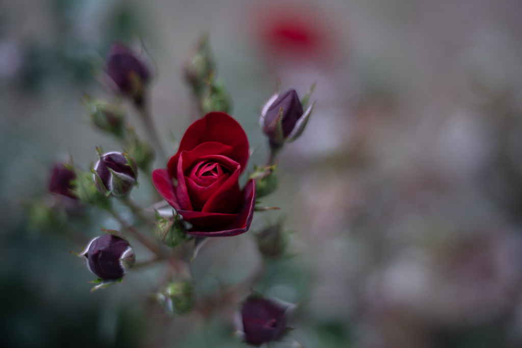 2025/06/12 Rose collection ♡ 06