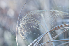 Arabesque・・・♬