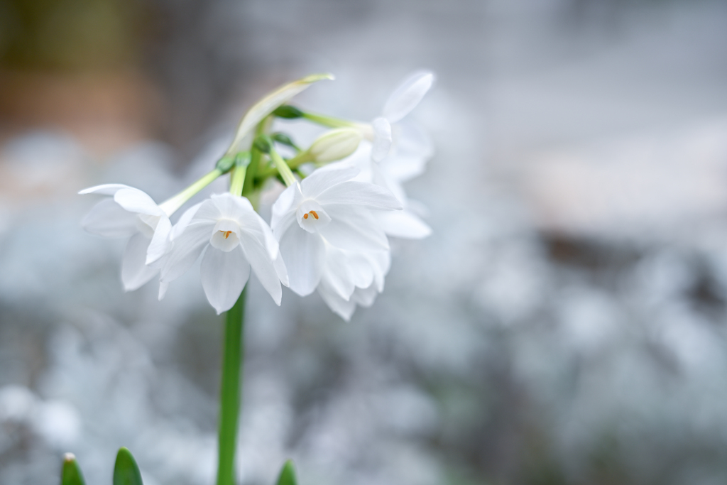 2024/01/14 白花水仙・・・♡