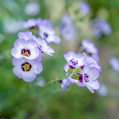 “あじさい”gardenにて・・・#4