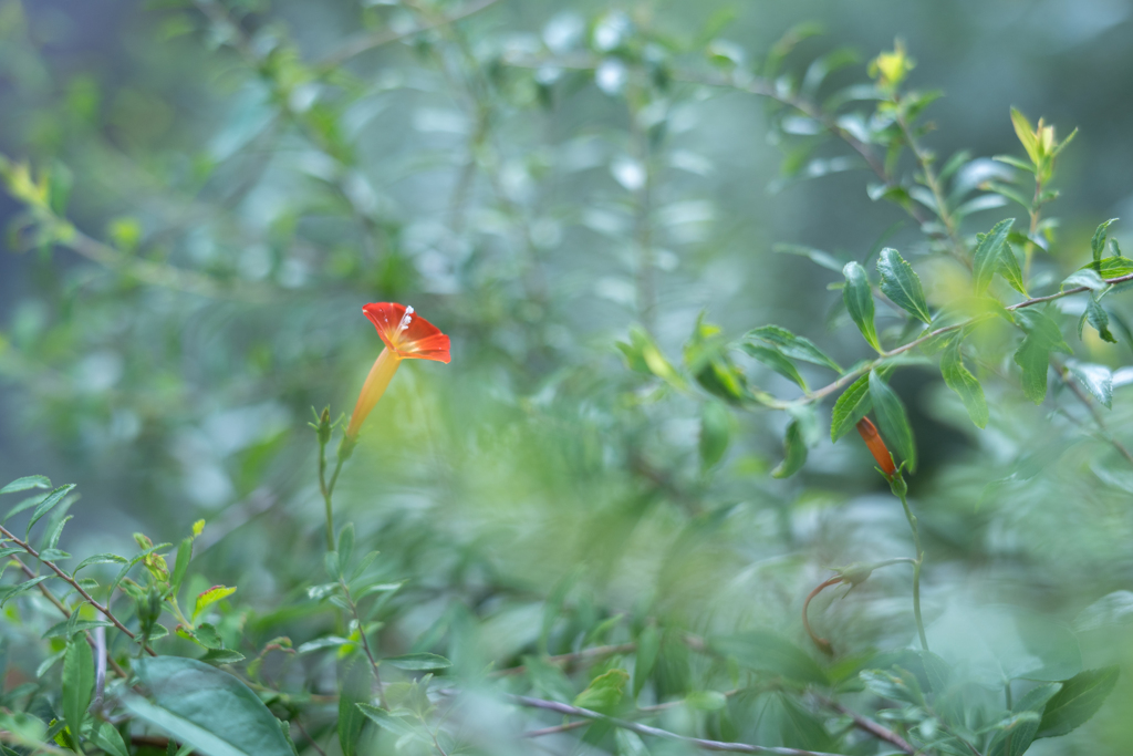 2025/09/19 マルバルコウソウ・・・♡