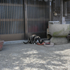 2023/04/28 お昼だにゃん・・・(^^♪