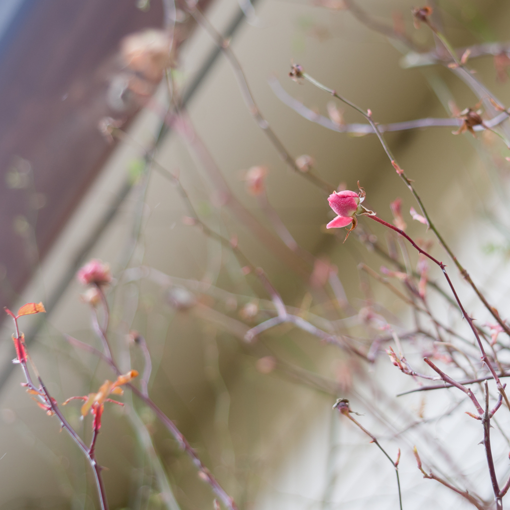 Rose collection　♡　 2020-01